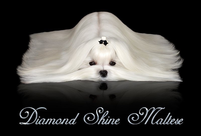 Diamond Shine Maltese